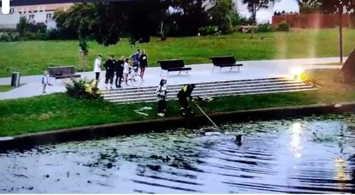 Mieszkanka Nowego Dworu Gdańskiego wrzuciła do rzeki Tuga reklamówkę z małymi kotami. Na pomoc ruszyła zwierzętom przypadkowa spacerowiczka, bez zastanowienia wskoczyła do rzeki. Niesamowitą akcję ratunkową zarejestrował monitoring miejski.