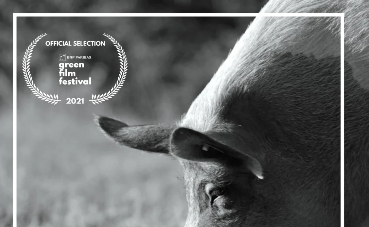 W październiku wejdzie do kin, ale już w sierpniu film "Gunda" będzie można zobaczyć przedpremierowo na proekologicznym BNP Paribas Green Film Festiwalu w Krakowie. Reżyserem jest Rosjanin Wiktor Kossakowski. A tytułowa Gunda to świnia opiekująca się młodymi. ​Producentem czarno-białego dokumentu o zwierzętach hodowlanych jest aktor, laureat Oscara Joaquin Phoenix. "To jest nienachalna filmowa medytacja" - mówi Konstancja Sawicka z Gutek Film. Rozmawiała z nią Katarzyna Sobiechowska-Szuchta z redakcji kulturalnej RMF FM. 