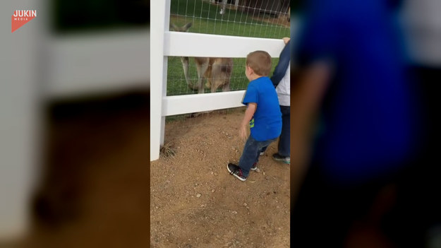 Jak wielkie poruszenie może wywołać egzotyczne zwierzę wiedzą bohaterowie tego nagrania. Dwóch chłopców obserwowało w zoo kangura, który swoim "nieobyczajnym" zachowaniem wywołał u nich salwy śmiechu. Zobaczcie!