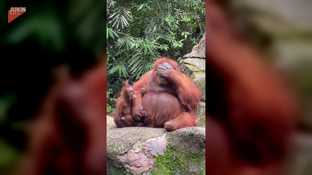 Pewna kobieta przez przypadek wrzuciła okulary przeciwsłoneczne na wybieg orangutana. Ciekawskie zwierzę nie przejdzie obok takiej niespodzianki obojętnie!