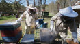 "Rolnicy": Dzień z życia pszczelarza