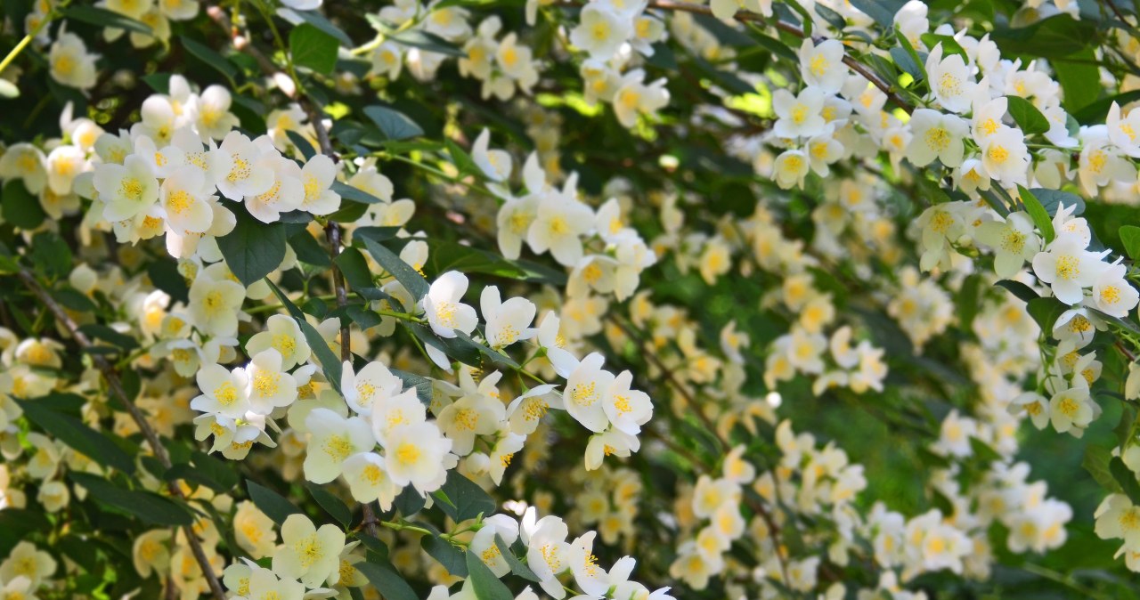 Idealny dla początkujących. Krzew zachwyca kwiatami i słodkim zapachem
