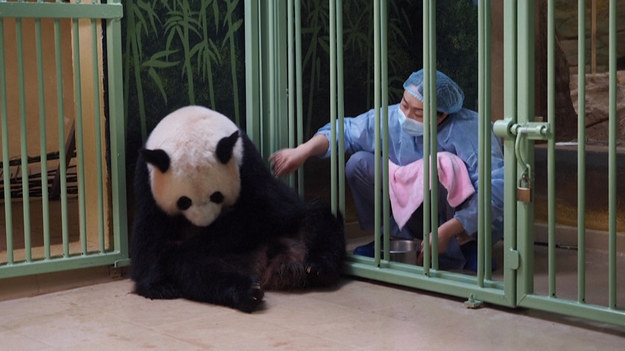 Przyszły na świat we Francji, ale opiekują się nimi pielęgniarki z Chin. Ogród zoologiczny Beauval właśnie przywitał dwie pandy wielkie. Maluchy, których matka Huan Huan i ojciec Yuan Zi już po raz trzeci stali się rodzicami, przez pracowników zoo są określane jako "zdrowe i wspaniałe". Różowiutkie noworodki będą teraz rozwijać się pod czujnym okiem opiekunów. Co ciekawe, w setnym dniu życia imię wybierze im żona urzędującego prezydenta Chin.