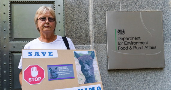 Prawie 100 tys. osób podpisało się pod internetową petycją do brytyjskiego premiera Borisa Johnsona w sprawie oszczędzenia alpaki o imieniu Geronimo. Zwierzę z powodu bydlęcej gruźlicy ma zostać uśpione. 