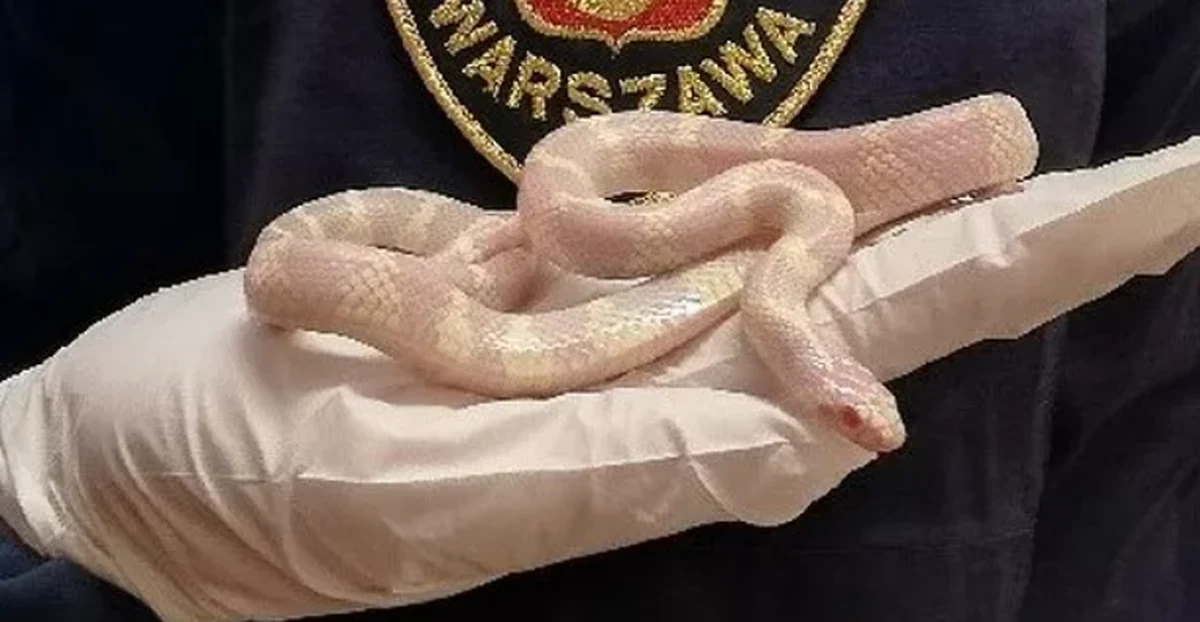 Mieszkaniec Gocławia, będąc na wieczornym spacerze, natknął się na węża. Strażnicy miejscy schwytali go i zawieźli do warszawskiego zoo.