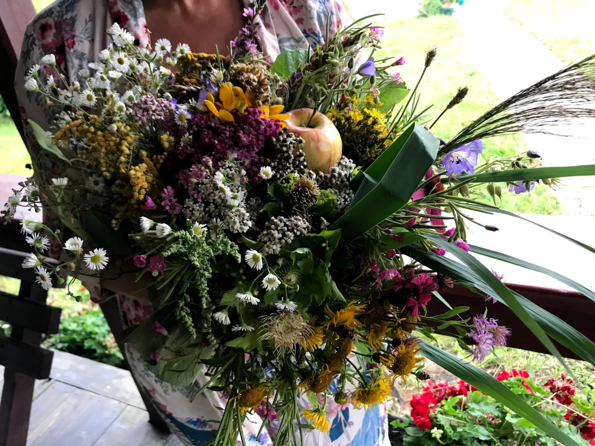 15 sierpnia przypada uroczystość Wniebowzięcia Najświętszej Maryi Panny, popularnie nazywana świętem Matki Boskiej Zielnej - uchodzi za jedno z najważniejszych świąt maryjnych. Tradycyjnie tego dnia w całej Polsce, szczególnie na wschodzie, święcono w Kościołach bukiety z roślin zebranych tego dnia. Ponieważ jest to czas żniw - w bukietach obowiązkowo były zboża. Pszenica, żyto, jęczmień, owies. Dziękowano w ten sposób za pomyślność w zbiorach.  Kilka ziaren zboża z bukietu dodawano do pierwszego siewu w następnym roku, aby symbolicznie poświęcić zasiewy. 