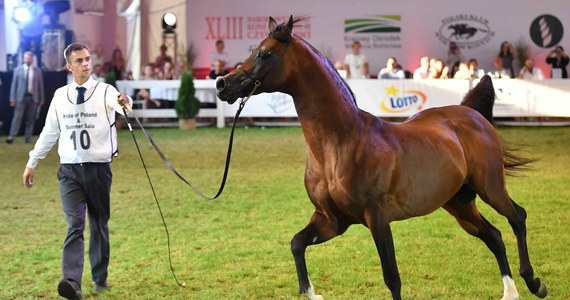 14 koni za łączną kwotę 1 mln 598 tys. euro sprzedano na 52. aukcji Pride of Poland w Janowie Podlaskim. Najwyższe ceny na licytacji – po 450 tys. euro - osiągnęły dwa konie ze stadniny w Michałowie: gniady ogier Equator oraz siwa klacz Emandorissa. Equatora wylicytował nabywca z Arabii Saudyjskiej, a Emandorissę - z Kataru.