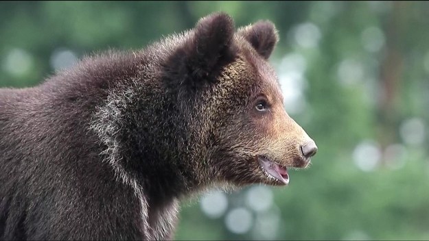 "Niedźwiedzi przytułek" pod Lwowem przygarnął kolejnych podopiecznych. Unikatowy ośrodek działający we współpracy z austriacką organizacją " Four Paws" zajmuje się chorymi i źle traktowanymi niedźwiedziami.