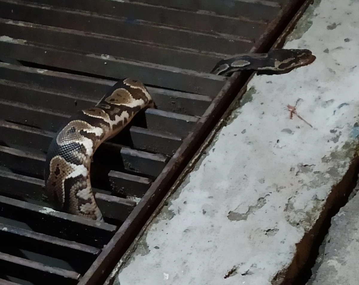 1.5-metrowy wąż został zabezpieczony przez straż miejską w Krakowie. Zwierzę czeka jednym ze sklepów zoologicznych na odbiór przez odpowiednie służby.
