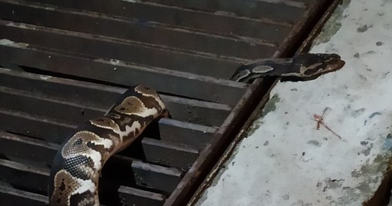 1.5-metrowy wąż został zabezpieczony przez straż miejską w Krakowie. Zwierzę czeka jednym ze sklepów zoologicznych na odbiór przez odpowiednie służby.
