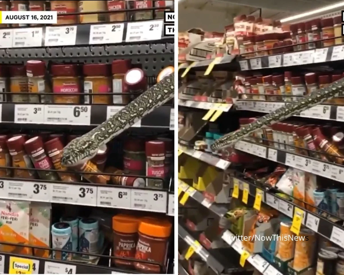 Australia słynie z tego, że jest domem dla wielu budzących strach zwierząt takich jak węże, krokodyle, gigantyczne pająki. Jak pokazuje historia z Sydney, można je spotkać wszędzie… nawet w supermarkecie.