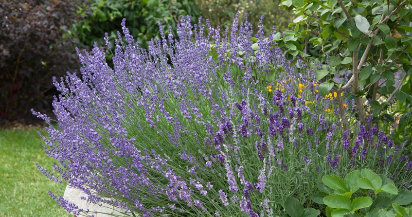 To czas na przycięcie lawendy. Zrób to dokładnie w ten sposób, a będzie kwitła latami