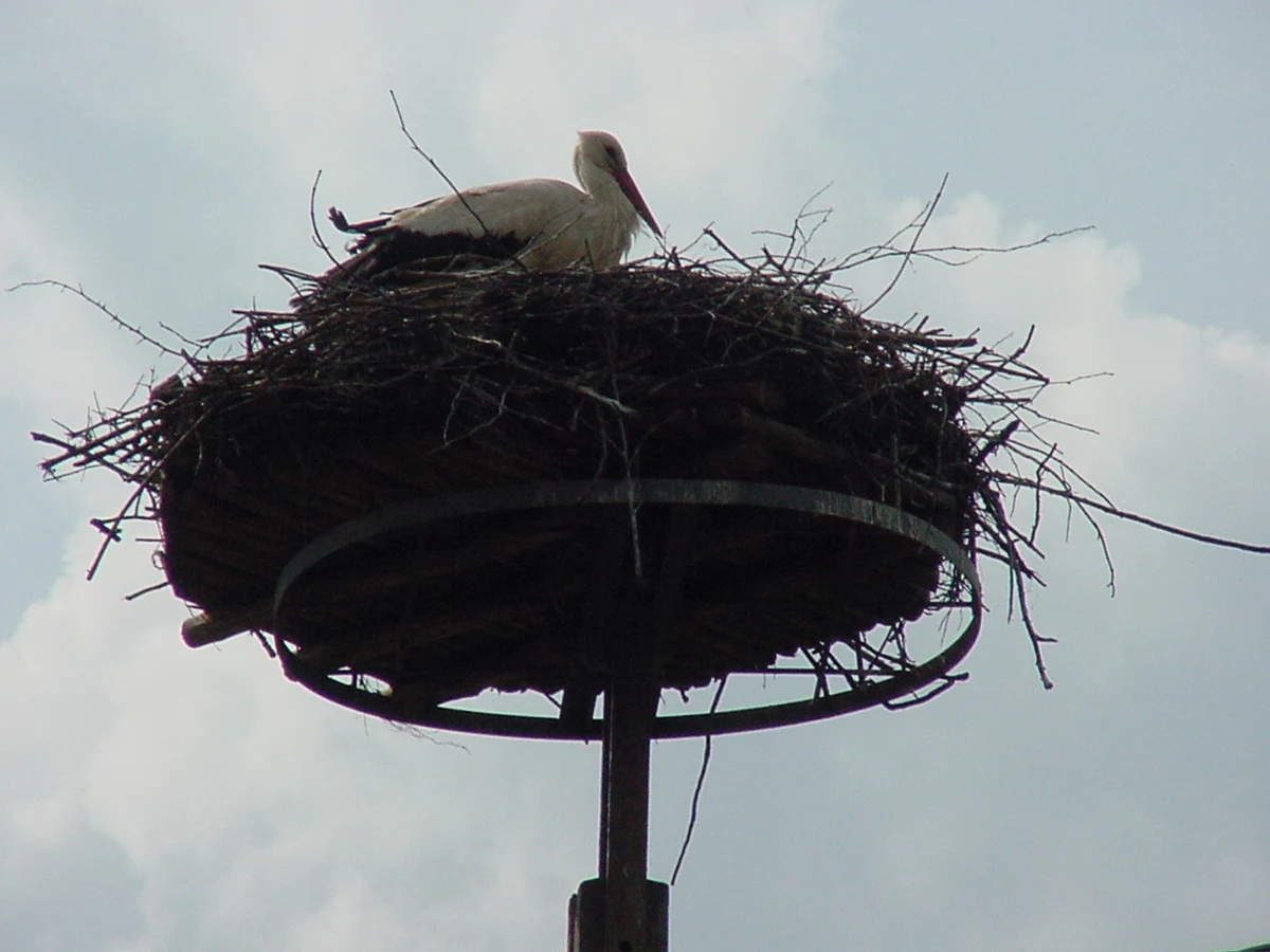 Większość bocianów gniazdujących w woj. warmińsko-mazurskim odleciało w ostatnich dniach. Ptaki zmierzają do Afryki. Bociany, które wciąż są w regionie, w większości zimę spędzą w południowej Europie - poinformował PAP ornitolog Sebastian Menderski z Polskiego Towarzystwa Ochrony Ptaków (PTOP).