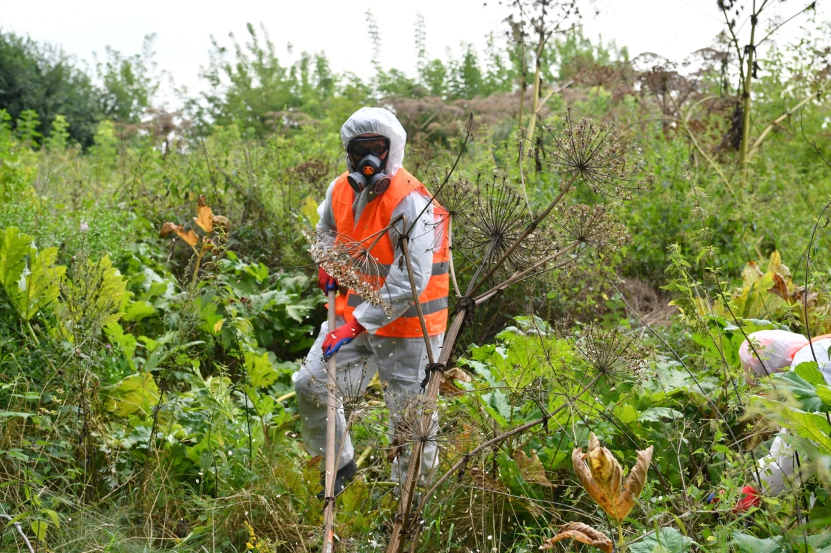 Uwaga na barszcz Sosnowskiego! To roślina niebezpieczna zarówno dla ludzi, jaki dla zwierząt. Po czym ją rozpoznać i jak radzić sobie z poparzeniem. 