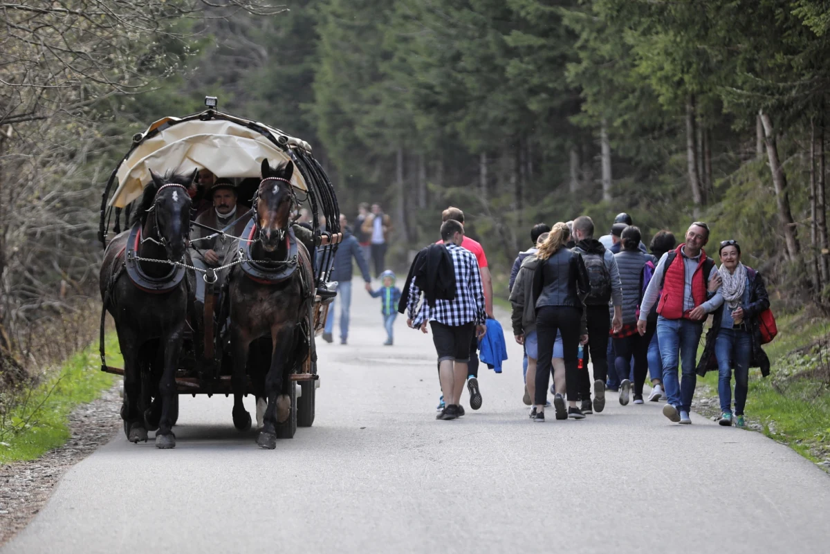 Do nietypowej interwencji doszło na szlaku do Morskiego Oka w Tatrach. Turyści z Niemiec przemierzali szlak z brazylijską małpą. Ich wędrówkę przerwała straż TPN, ponieważ na teren parku nie można wprowadzać żadnych zwierząt.