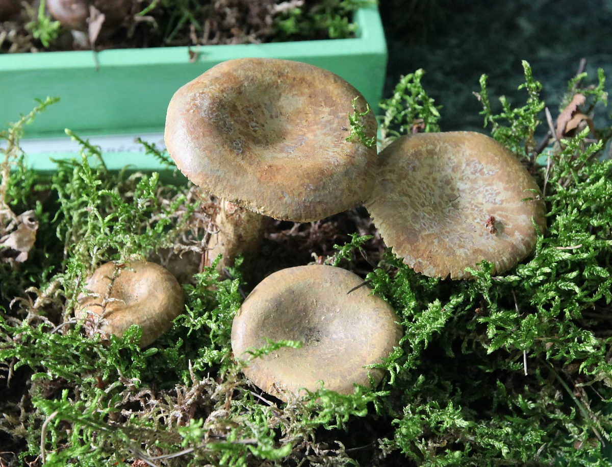 Olszówka, czyli krowiak podwinięty to grzyb, który w latach osiemdziesiątych był uznawany za jadalny. Dzisiaj jest on na liście grzybów trujących, a jego zjedzenie może doprowadzić nawet do śmierci. 