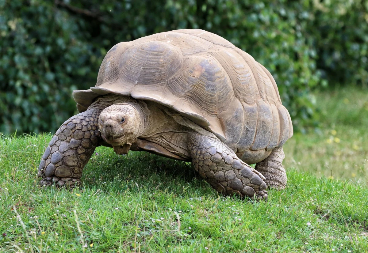 Polowanie nie zawsze wymaga szybkości i refleksu. Wystarczy, że ofiara jest bezradna i nie ma gdzie uciec. Po raz pierwszy w historii naukowcy zobaczyli polowanie samicy żółwia olbrzymiego, która powoli zbliża się do pisklęcia rybitwy, by zaatakować i odgryźć mu głowę. "Nie mogliśmy uwierzyć w to, co widzimy. To było równocześnie przerażające i zadziwiające" - mówi Justin Gerlach z University of Cambridge Peterhouse College, współautor opublikowanego na łamach czasopisma "Current Biology" artykułu na ten temat. Scenę sfilmowała na Frégate Island na Seszelach Anna Zora.