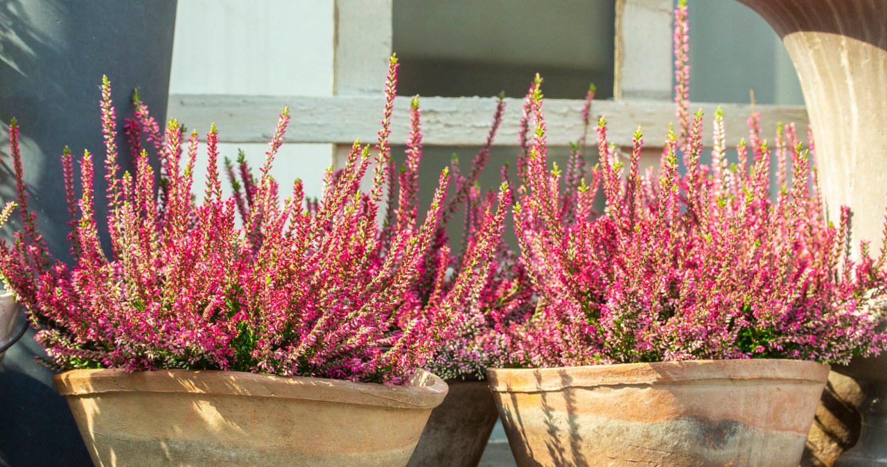 Pora na wrzosy. Przygotuj odpowiednie stanowisko, a będą bujnie rosły