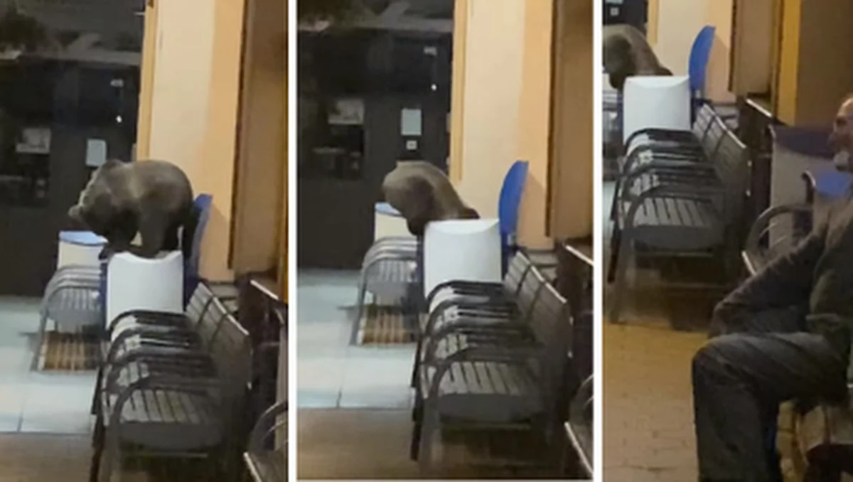 Pasażerowie na stacji kolejowej (kolejki wąskotorowej tzw. „elektriczki”) w Starym Smokowcu sfilmowali młodego niedźwiadka, który nie przejmując się obecnością ludzi, wyjadał resztki jedzenia ze śmietnika. 