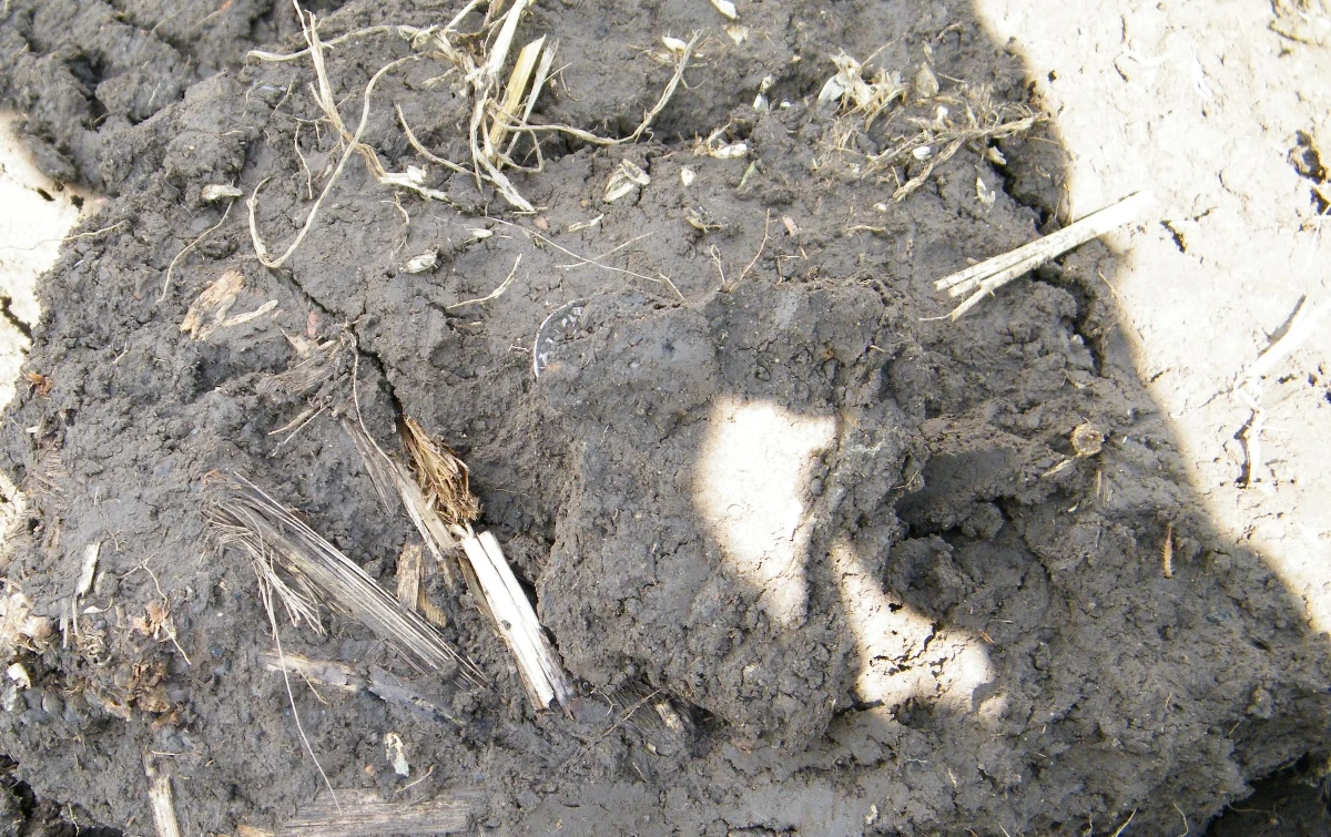 Podczas prac archeologicznych w gminie Biskupiec odkryto 13 denarów bitych w IX wieku przez władców z dynastii Karolingów. Kilka miesięcy wcześniej w tym samym miejscu odkryto skarb złożony z ponad stu karolińskich monet.