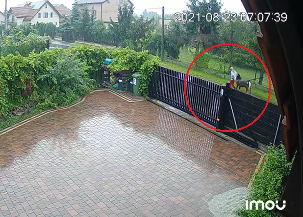 Z zagrody na ulicy Wygoda w Wieliczce ktoś ukradł kucyka. Złodzieja z koniem widać na nagraniu monitoringu. Policja prosi o pomoc w ustaleniu tożsamości sprawcy.