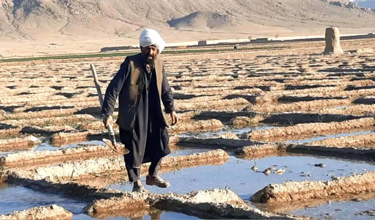 Afganistan produkuje 69 proc. maku lekarskiego na świecie używanego do wytwarzania narkotyków takich jak heroina i opium. Talibowie zapowiadają zakończenie upraw, ale wcześniej na kontrolowanych przez nich terenach produkcja opium rosła - informuje BBC. 