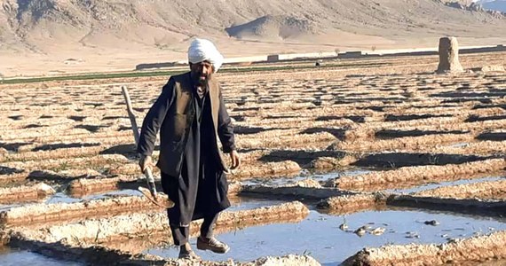 Afganistan produkuje 69 proc. maku lekarskiego na świecie używanego do wytwarzania narkotyków takich jak heroina i opium. Talibowie zapowiadają zakończenie upraw, ale wcześniej na kontrolowanych przez nich terenach produkcja opium rosła - informuje BBC. 