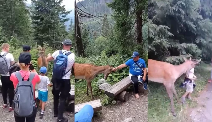 ​Tatry: Turyści zaczepiali jelenie w drodze do Morskiego Oka