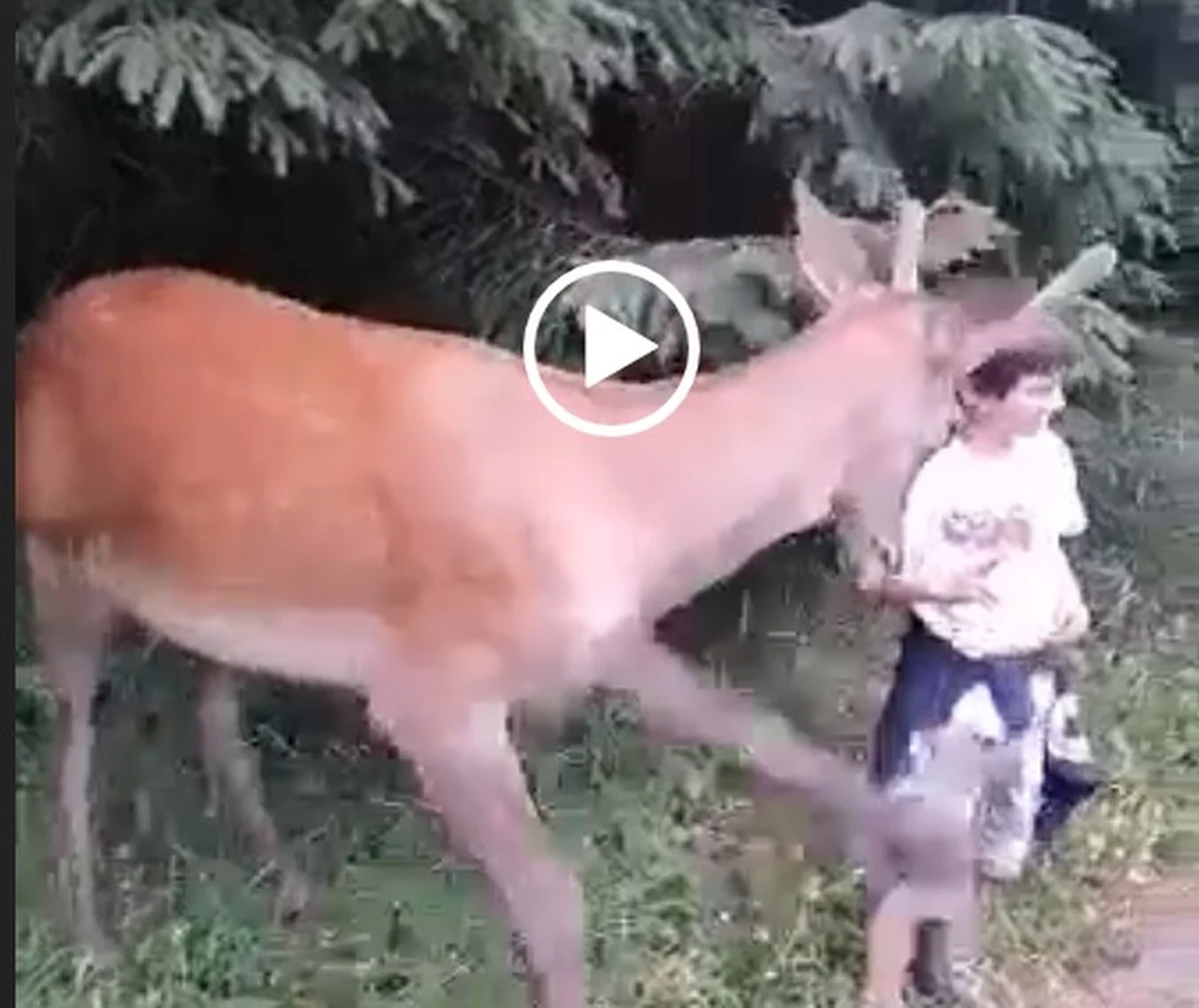 Jeleń zaatakował porożem chłopca, który pozował do zdjęcia ze zwierzęciem. Do zdarzenia doszło w sobotę na drodze do Morskiego Oka w Tatrach. Film z tą niebezpieczną sceną zamieścił portal tatromaniak.pl.