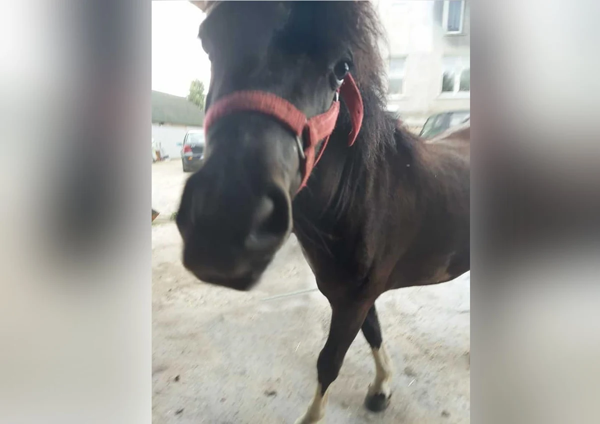 Szczęśliwy finał poszukiwań kucyka z Wieliczki. Zwierzę wróciło do prawowitego właściciela. W tej sprawie dwóch mężczyzn usłyszało zarzuty. Grozi im kara od 3 miesięcy do 5 lat więzienia.