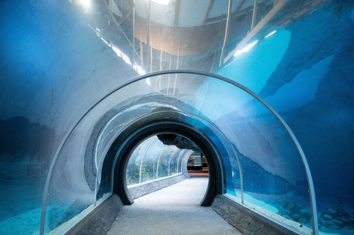 Orientarium w Łodzi, które ma być otwarte jeszcze w tym roku, przygotowuje swoją największą atrakcję - podwodny tunel. Będzie można z niego obserwować rafę koralową i basen dla rekinów. Zarybiany jest akwen dla tych drapieżników - podał wiceprezes łódzkiego zoo Tomasz Jóźwik.