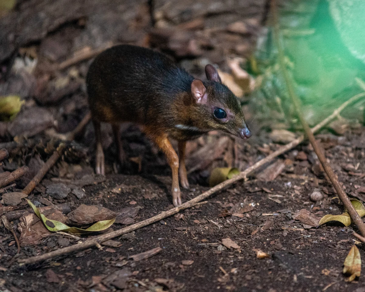 Myszojelenie świetnie się czują w łódzkim zoo. Ogród doczekał się drugiego kanczyla jawajskiego w tym roku i jest to 24. osobnik w historii. 