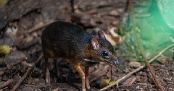 Myszojelenie świetnie się czują w łódzkim zoo. Ogród doczekał się drugiego kanczyla jawajskiego w tym roku i jest to 24. osobnik w historii. 