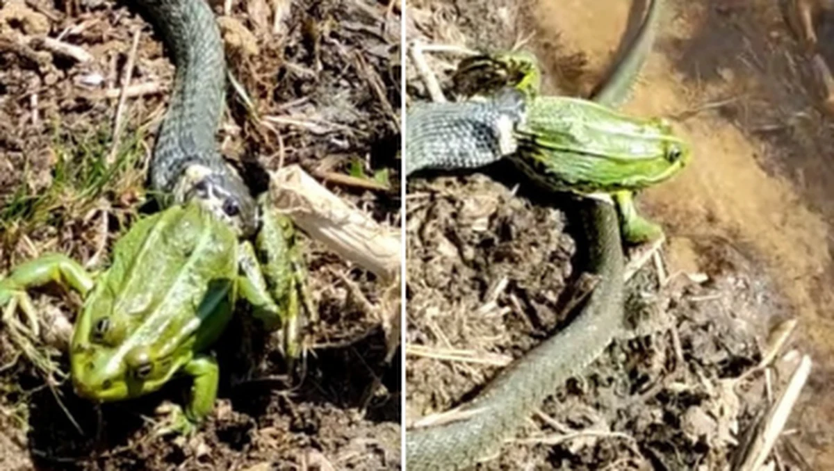 Regionalna Dyrekcja Lasów Państwowych w Poznaniu opublikowała na Facebooku film, oznaczając go hasztagami #horror #leśnidrapieżcy #gadykontrapłazy. Na nagraniu widać, jak zaskroniec zaatakował żabę.