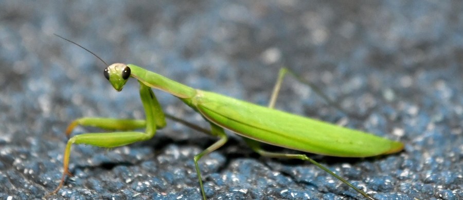 Modliszki opanowują Łódź. Ostatnio widziano je w ścisłym centrum miasta na chodnikach i osiedlach. Do mieszkań często przylatują zwabione światłem. Naukowcy chcą się przyjrzeć tej sytuacji. 