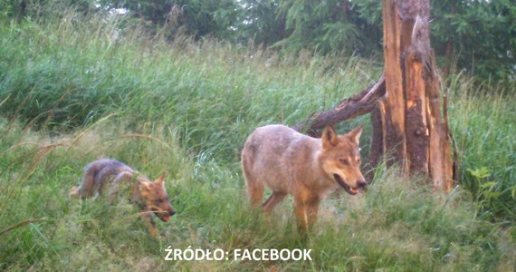 Minimum 3 szczenięta wilków przyszły w tym roku na świat na terenie Nadleśnictwa Wałbrzych. Ich dokładna liczba nie jest znana - podaje nadleśnictwo. Jednego z maluchów udało się uchwycić na zdjęciu zrobionym przez fotopułapkę. 