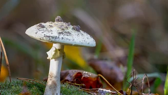 Śmiertelnie trujący grzyb w polskich lasach. Uważaj, jest bardzo podobny do jadalnych okazów