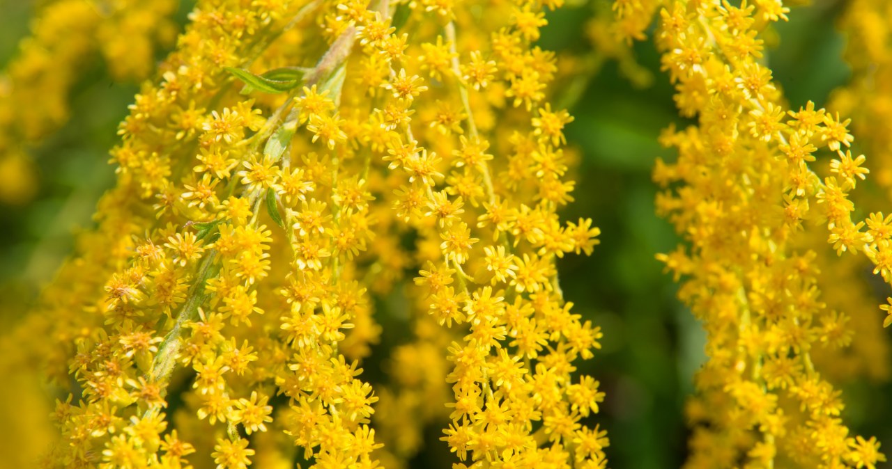 Zbierz w sierpniu i przygotuj syrop. Korzystnie zadziała na organizm