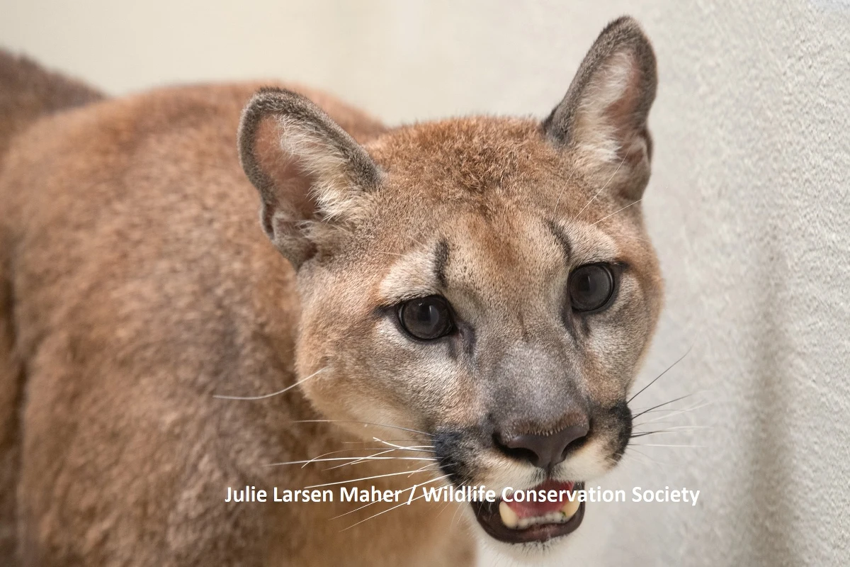 Trzymana nielegalnie jako zwierzę domowe 11-miesięczna puma została zabrana z mieszkania w nowojorskiej dzielnicy Bronks. Po badaniu w tamtejszym zoo zostanie przekazana do ośrodka dla dzikich zwierząt w Arkansas.