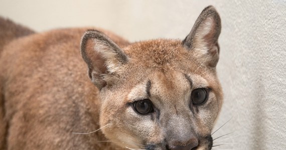 Trzymana nielegalnie jako zwierzę domowe 11-miesięczna puma została zabrana z mieszkania w nowojorskiej dzielnicy Bronks. Po badaniu w tamtejszym zoo zostanie przekazana do ośrodka dla dzikich zwierząt w Arkansas.