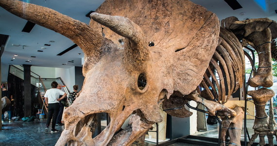 Szkielet "Big Johna" trafi w przyszłym miesiącu na aukcję w Paryżu. To szczątki triceratopsa, największego dinozaura odkrytego do tej pory przez paleontologów. Eksperci spodziewają się, że jego cena osiągnie nawet 1,5 miliona euro. 