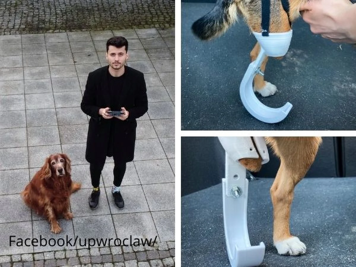 Maciej Szczepański - student ostatniego roku weterynarii na Uniwersytecie Przyrodniczym we Wrocławiu - przygotowuje protezy dla dwóch psich pacjentów. To 3-letnia Sonia, która została potrącona przez samochód i straciła część tylnej łapy oraz 8-letni Leto, któremu pociąg przejechał przednią łapę.