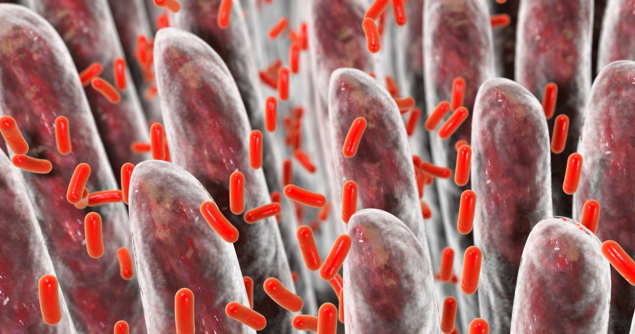 Nowy lokator naszych jelit. Bakteria tak wielka, iż naukowcy ją przeoczyli