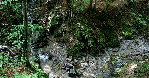 W Bieszczadach śliskie i błotniste szlaki turystyczne utrudniają wędrówki górskie. "Jest to konsekwencja tygodniowych, intensywnych opadów deszczu" - powiedział w piątek ratownik dyżurny bieszczadzkiej grupy GOPR Paweł Szopa.