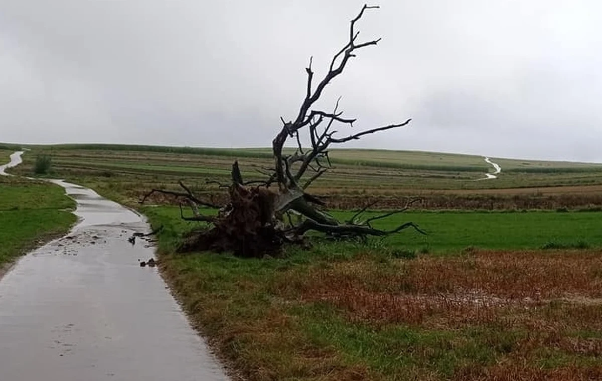 ​W wyniku silnego wiatru i deszczy zawalił się dąb w Sułoszowej, jedno z najsłynniejszych drzew w Polsce. Wielu turystów przy charakterystycznym konarze robiło sobie zdjęcie, drzewo pojawiało się na licznych pocztówkach oraz pamiątkowych magnesach.