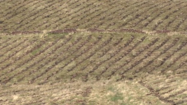 Szkockie władze przyjęły ambitny plan odtworzenia lasów na dawnych terenach rolniczych. Powołana w tym celu firma „Future forest” skupuje grunty i sadzi drzewa. Zanim na pole wejdą ludzie z sadzonkami, porolniczy teren trzeba przygotować. W dziedzinie zdziczenia gleby nieocenione usługi oddają świnie.
