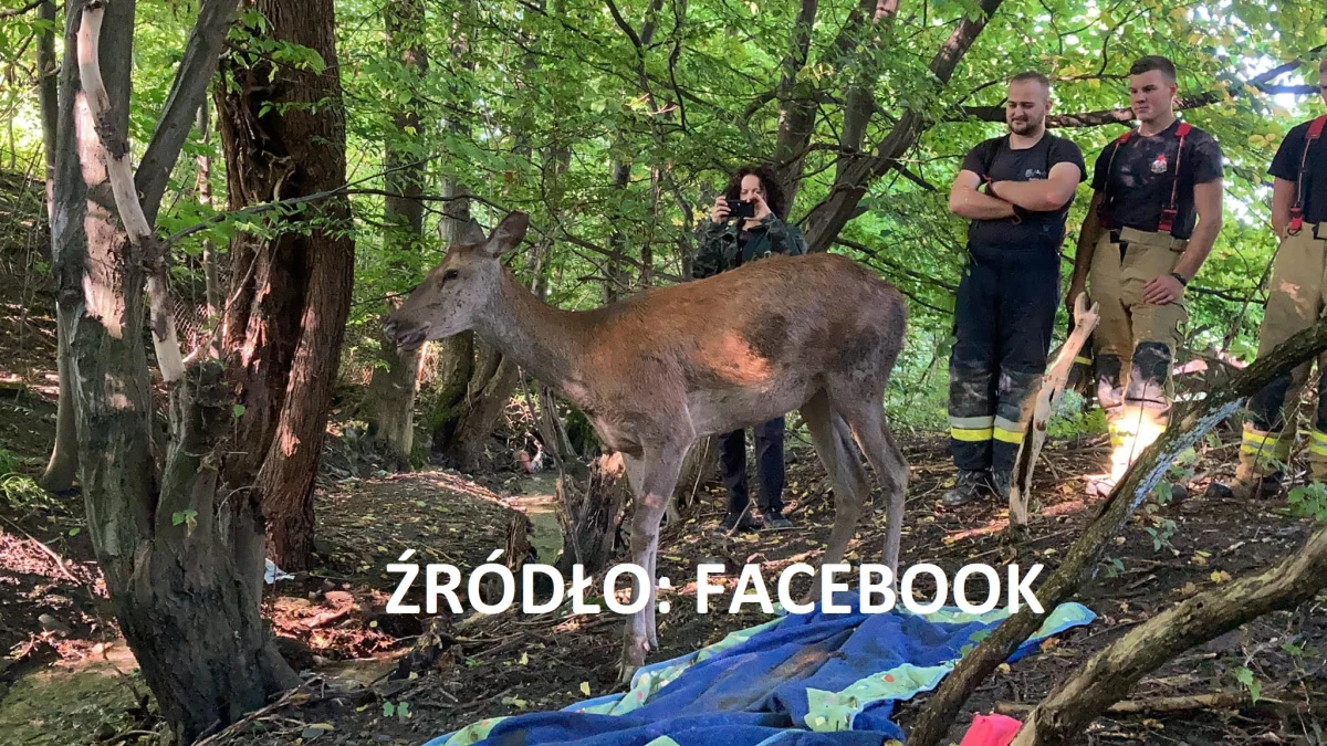 Łanię, która wpadła do wykopu, uratowali strażacy i przyrodnicy z ośrodka leczenia i rehabilitacji Mysikrólik w Bielsku-Białej. Bez pomocy człowieka nie miałaby szans na przeżycie. Zwierzę wróciło już na łono natury.