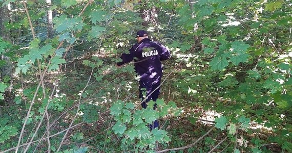 ​Tragiczny finał poszukiwań zaginionego 70-latka. Mężczyzna wybrał się na grzyby w Lęborku. Funkcjonariusze znaleźli w lesie jego ciało.