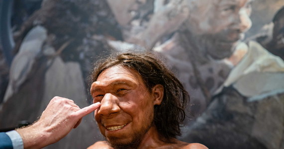 Eksperci z Narodowego Muzeum Starożytności w Lejdzie w Holandii zrekonstruowali twarz najstarszego Holendra. Krijn, nazwany tak przez naukowców neandertalczyk, żył od 50 do 70 tys. lat temu.