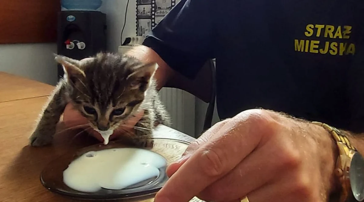 ​Utknął między garażami i bardzo płakał. Strażnicy miejscy ze Szczecina uratowali we wtorek małego kotka. Na pomoc musieli wezwać straż pożarną z narzędziami do cięcia blachy.